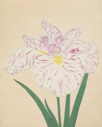 Uji-No-Kawagiri, Nr. 55, 1890